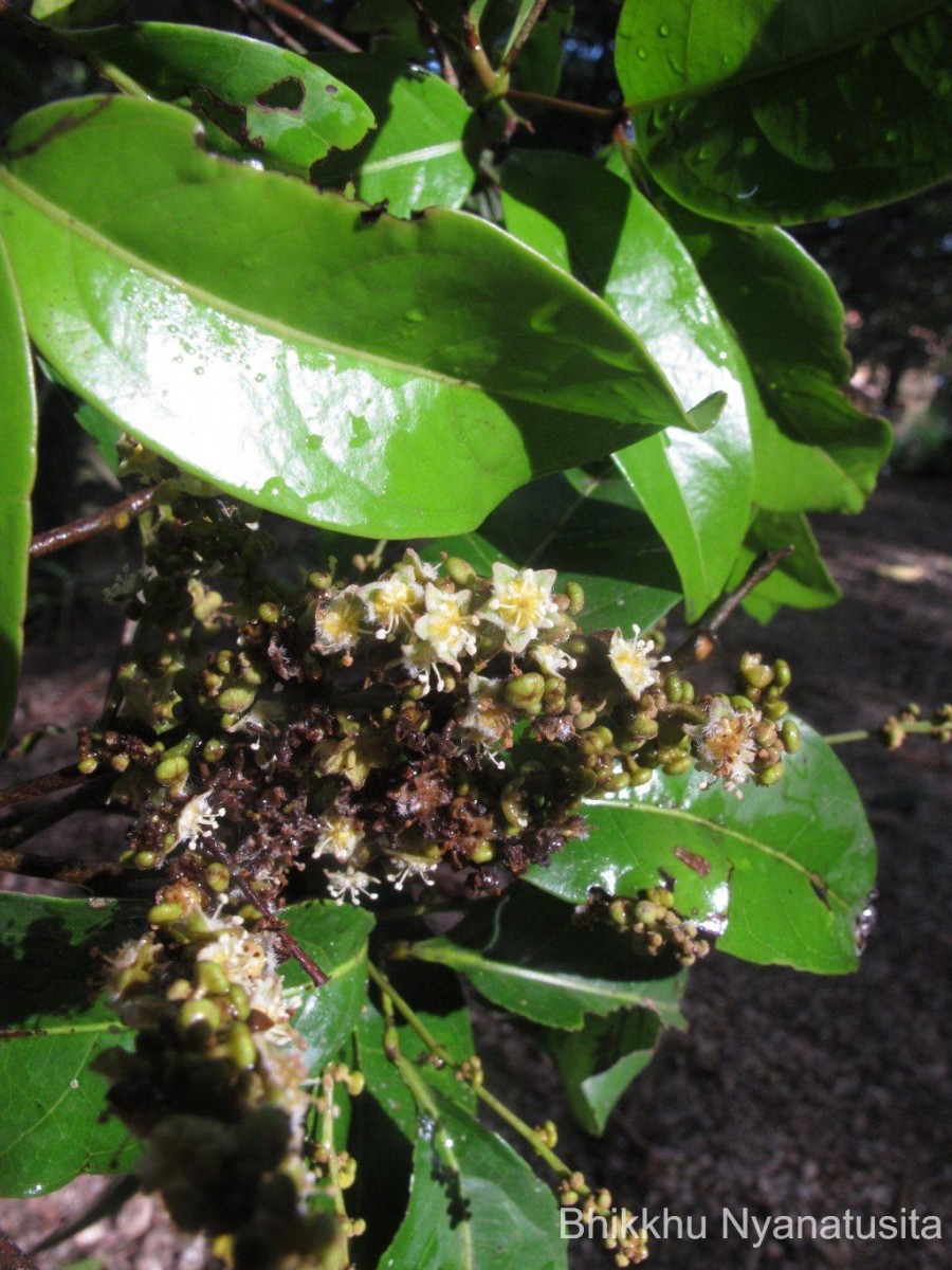 Glenniea unijuga (Thwaites) Radlk.